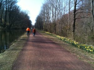 Daffodils Black Rock Road on Canal