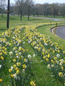 daffodils along parkway