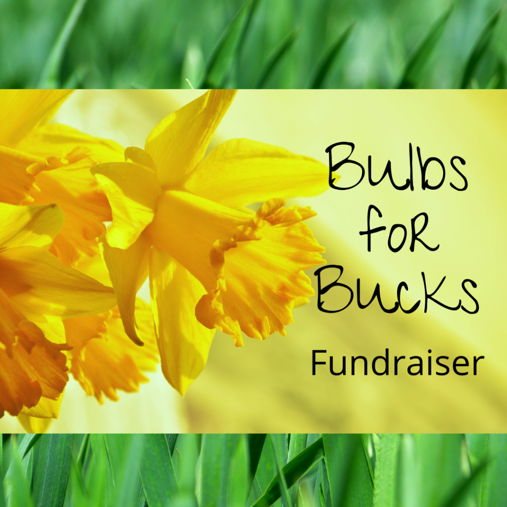 Bulbs4Bucks